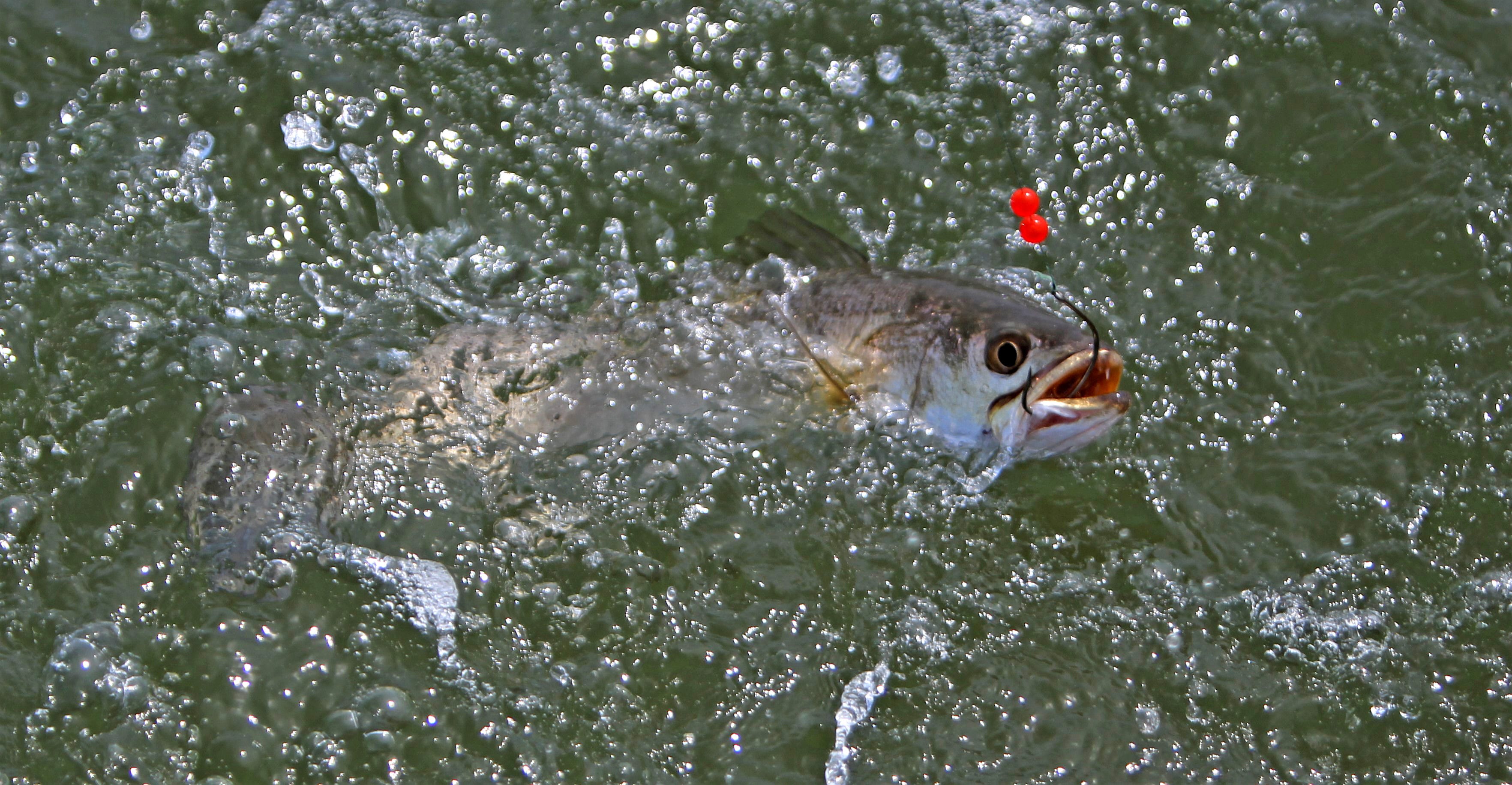 best live bait for trout